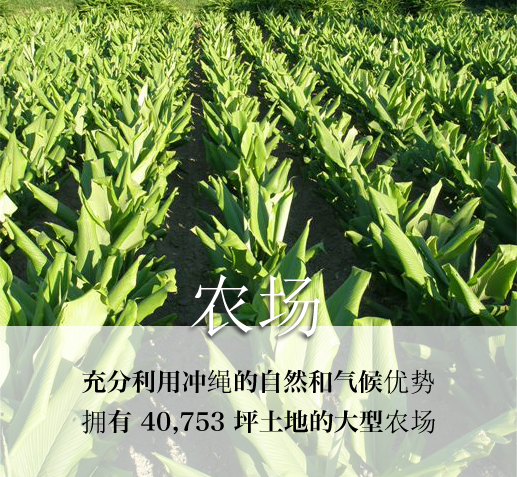 农场 充分利用冲绳的自然和气候优势 拥有 40,753 坪土地的大型农场