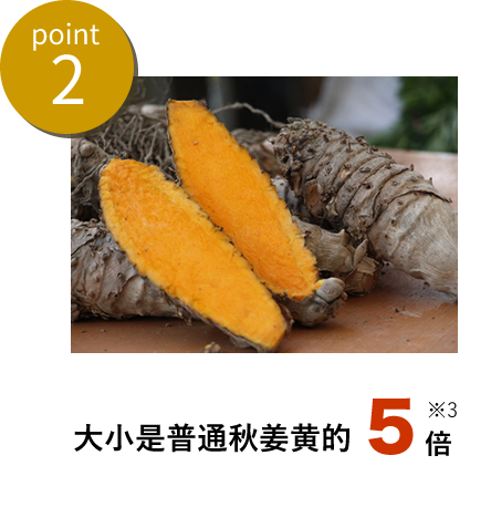 point2 大小是普通秋姜黄的 5 倍