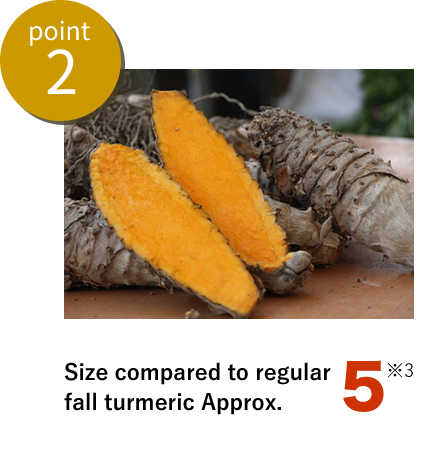 point2通常秋ウコンと比べ大きさ5倍