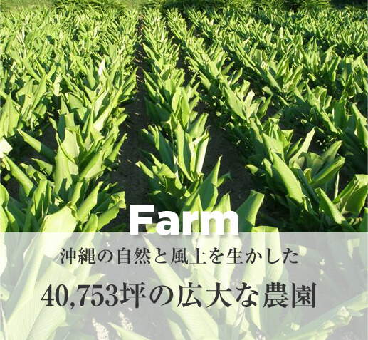 Farm　沖縄の自然と風土を生かした40,753坪の広大な農園